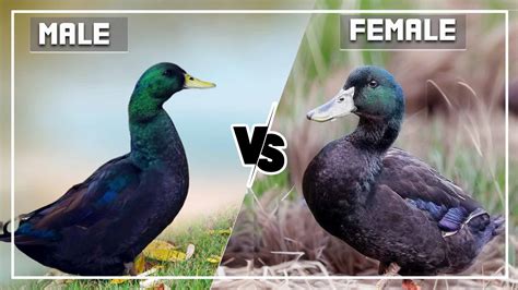 cayuga duck male vs female